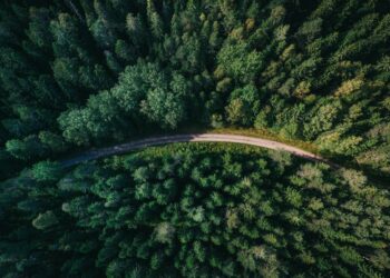 Mudança climática pode agravar com plantio de árvores
