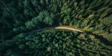 Mudança climática pode agravar com plantio de árvores