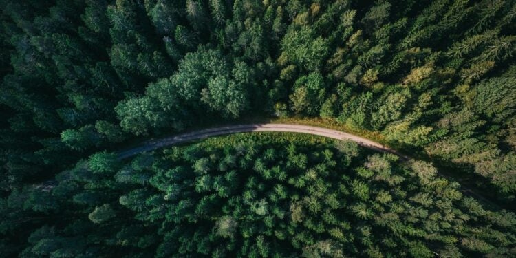 Mudança climática pode agravar com plantio de árvores