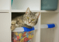 4 dicas essenciais para quem tem gatos em casa