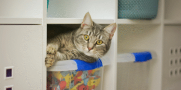 4 dicas essenciais para quem tem gatos em casa