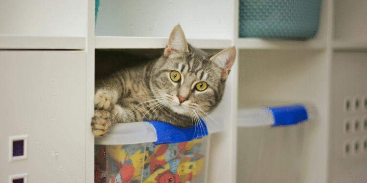4 dicas essenciais para quem tem gatos em casa