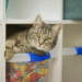 4 dicas essenciais para quem tem gatos em casa