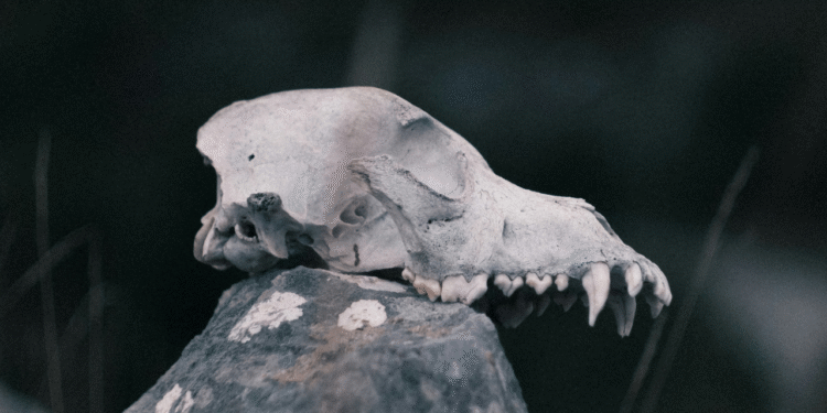 "Ressuscitar" animais em extinção é real ou mentira?