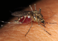 Você pode ser picado por mosquitos por causa da alimentação
