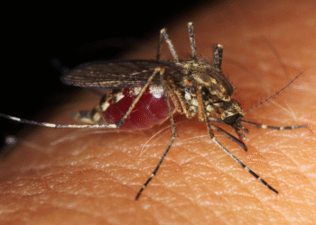 Você pode ser picado por mosquitos por causa da alimentação