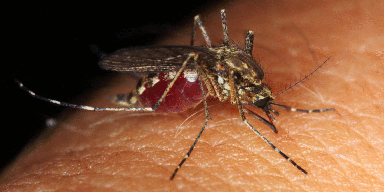 Você pode ser picado por mosquitos por causa da alimentação
