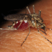 Você pode ser picado por mosquitos por causa da alimentação