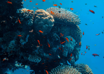Atividades marinhas respondem por 6,39% do PIB