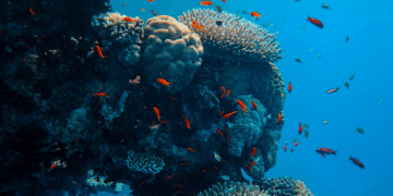 Atividades marinhas respondem por 6,39% do PIB