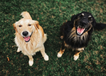 Cientistas descobrem efeito inesperado no ar causado por cães