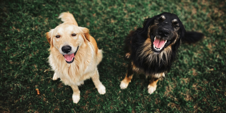 Cientistas descobrem efeito inesperado no ar causado por cães