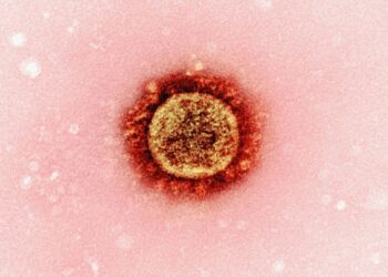 Fungo mortal pode mudar o tratamento contra leucemia