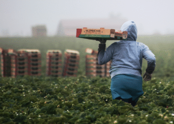 Transformar a forma de produzir alimentos pode salvar o planeta