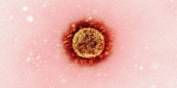 Fungo mortal pode mudar o tratamento contra leucemia