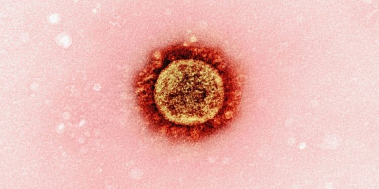 Fungo mortal pode mudar o tratamento contra leucemia