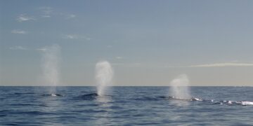Esse animal está vivo no oceano há mais de 200 anos - Imagem: Pixabay