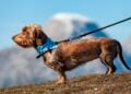 Passear com cachorros na rua pode levar à prisão nesse país - Imagem: Pixabay