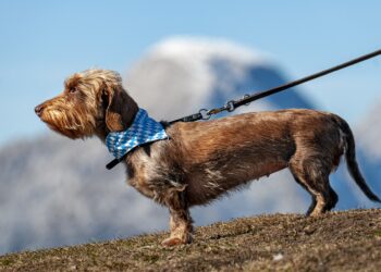 Passear com cachorros na rua pode levar à prisão nesse país - Imagem: Pixabay