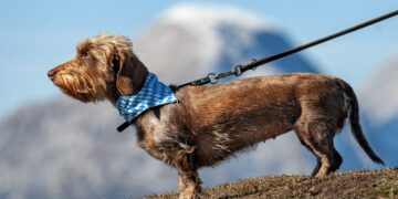 Passear com cachorros na rua pode levar à prisão nesse país - Imagem: Pixabay
