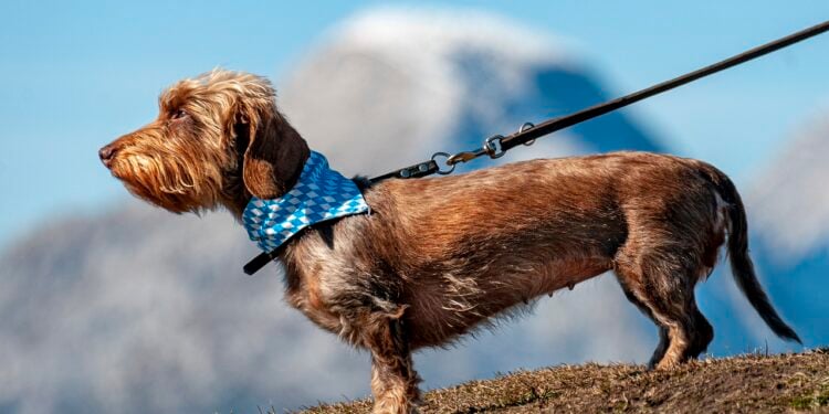 Passear com cachorros na rua pode levar à prisão nesse país - Imagem: Pixabay