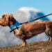 Passear com cachorros na rua pode levar à prisão nesse país - Imagem: Pixabay