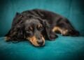 Veterinários revelam o melhor lugar para cachorro durante o frio - Imagem: Pixabay