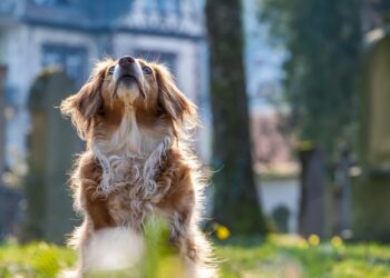 Estudo mostra o que os cachorros sentem antes de morrer - Imagem: Pixabay