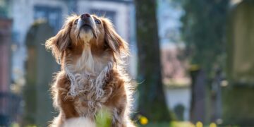 Estudo mostra o que os cachorros sentem antes de morrer - Imagem: Pixabay
