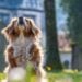Estudo mostra o que os cachorros sentem antes de morrer - Imagem: Pixabay