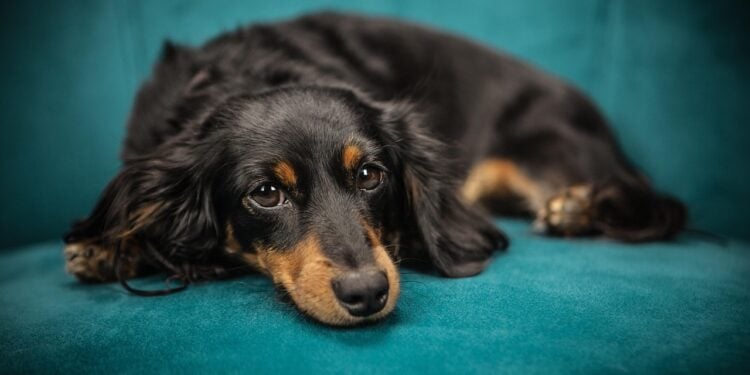 Veterinários revelam o melhor lugar para cachorro durante o frio - Imagem: Pixabay