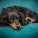 Veterinários revelam o melhor lugar para cachorro durante o frio - Imagem: Pixabay