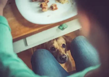 Cachorro - Reprodução/iStock
