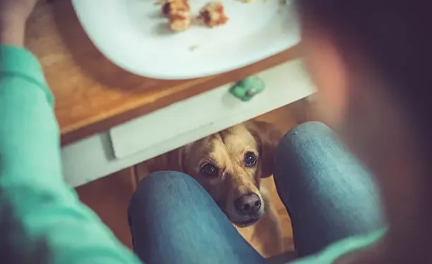 Cachorro - Reprodução/iStock