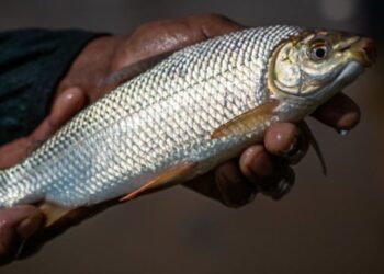 Peixe que teve recorde de exportações