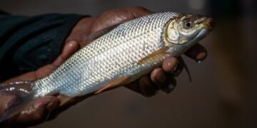 Peixe que teve recorde de exportações