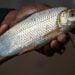 Peixe que teve recorde de exportações