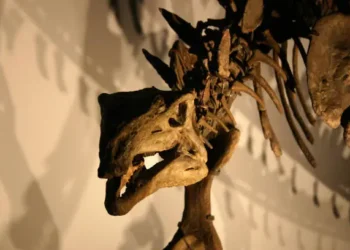 Dinossauro - Reprodução/iStock