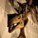 Dinossauro - Reprodução/iStock