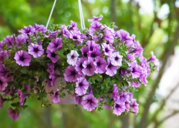 Lavanda - Reprodução/iStock
