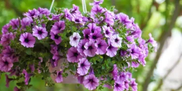 Lavanda - Reprodução/iStock
