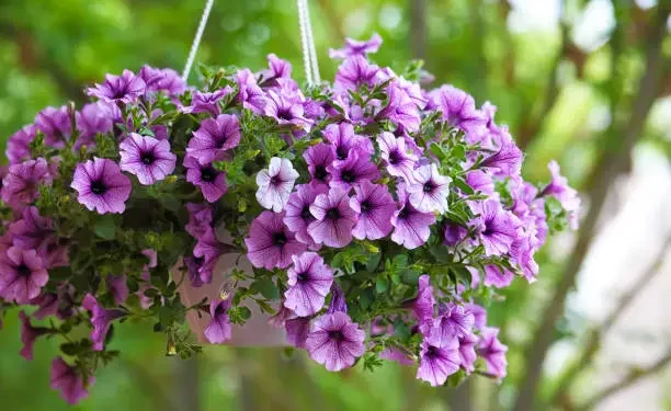 Lavanda - Reprodução/iStock