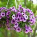Lavanda - Reprodução/iStock