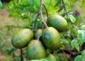 Fruta bem docinha que os brasileiros estão plantando no quintal - Imagem: Pixabay