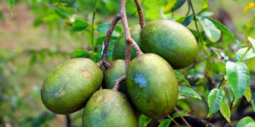 Fruta bem docinha que os brasileiros estão plantando no quintal - Imagem: Pixabay