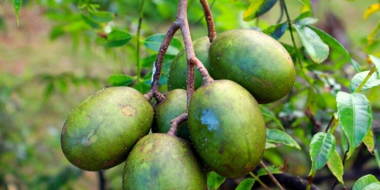 Fruta bem docinha que os brasileiros estão plantando no quintal - Imagem: Pixabay