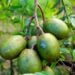 Fruta bem docinha que os brasileiros estão plantando no quintal - Imagem: Pixabay