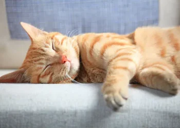 Gato dormindo - Reprodução/iStock