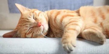 Gato dormindo - Reprodução/iStock