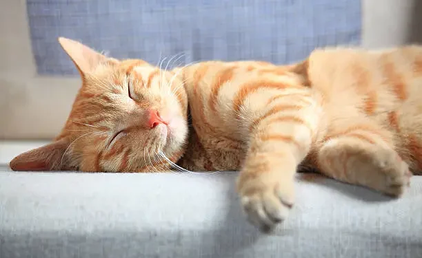 Gato dormindo - Reprodução/iStock